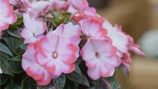 Gardening Tips  Impatiens Alternatives [upl. by Ellinnet]