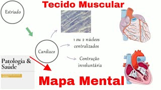 Mapa mental do Tecido Muscular  Histologia [upl. by Hardin]