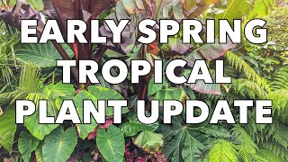 Musa Basjoo Gunnera Manicata Ensete amp Tetrapanax Early Spring Update amp Care Tips [upl. by Urbain]