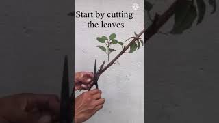 Vegetative propagation by cutting [upl. by Ahsael790]