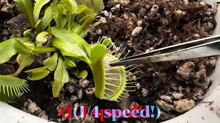 Plant speed comparison Biophytum sensitivum Mimosa pudica Dionaea muscipula Venus fly trap [upl. by Celtic407]