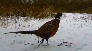 Pheasants and foxes in late autumn First snow [upl. by Eart572]