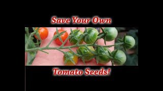 How To Save Your Own Tomato Seeds [upl. by Krutz]