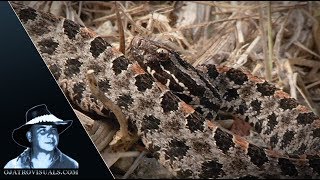 Pygmy Rattlesnake Alert 01 [upl. by Siuraj700]