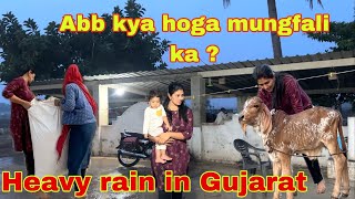 Ajj subah se itna baris start ho gya Gujarat me or mungfali puri khet me hai rain gujarat [upl. by Hallett]