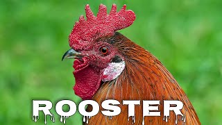 Rooster crow sounds rooster crowing [upl. by Bobette]