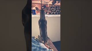 Cody jumping up and down likeandsubscribe lovemydachshund funny miniaturedachshund smallbreed [upl. by Nuri846]