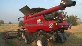 Caseih AxialFlow 8250ampCressoni crx rice [upl. by Aseuqram]