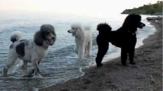 Standard Poodles Have Fun at the Beach [upl. by Tomas]