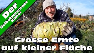 Grosse Ernte auf kleiner Fläche Kohlrabi Superschmelz [upl. by Ber]