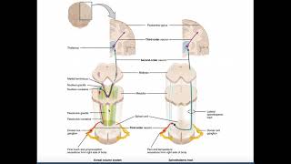 The DCML Pathway EXPLAINED  Dorsal ColumnsMedial Lemniscus [upl. by Nannerb546]