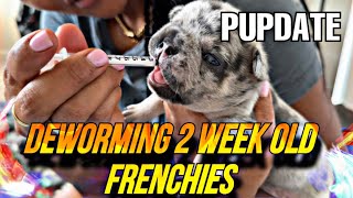 How to deworm 2 week old puppyFrenchie Breeders Vlog [upl. by Ayot861]