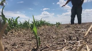 Grasshoppers devastating crops and pastures in Yuma County [upl. by Froh]