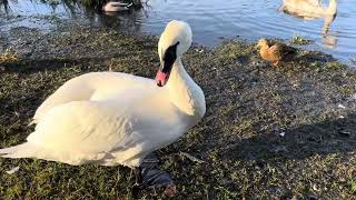 birdlife in november norway  This is my birdfamily [upl. by Roux]