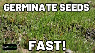 EASY Pre Germinating Grass Seed for FAST Establishment [upl. by Notgnirrac]