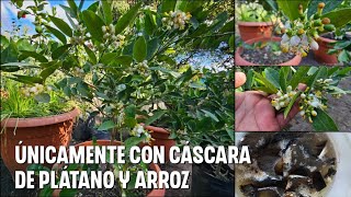 como tener miles de flores en tus limoneros usando Te de CÁSCARAS DE PLÁTANO [upl. by Edrei]