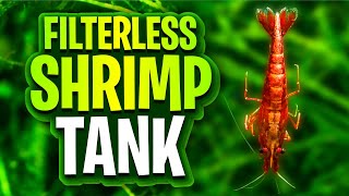 Filterless Shrimp Tanks  A Deep Dive On Planted Cherry Shrimp Tank Setups Walstad Method Friendly [upl. by Hortensa]