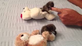 Baby Monkey Marmosets Playing [upl. by Ahtanoj]