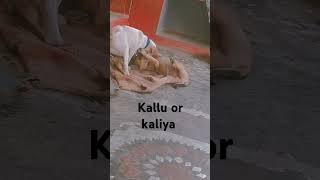 kallu or kalliya fight [upl. by Dyl]