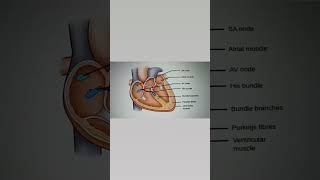 Conduction system of heart ll Quick revision of conduction system of heartheart nursingscience [upl. by Nnyladnarb]