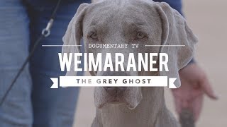 WEIMARANER BIG GAME HUNTER TO BIRD DOG [upl. by Hector256]