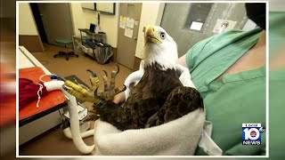 Famous bald eagle Rita critically injured [upl. by Peggy48]