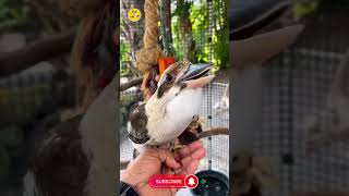 Top 3 daring voice Bird  science facts  viral video [upl. by Levitus]