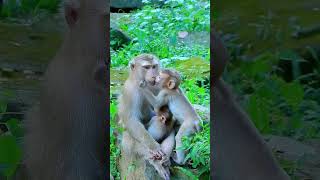 Best Action Of Monkey Daily Life Adorable Baby Monkey Real Life monkeyfamily cute [upl. by Zeph]