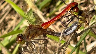 2024年10月11日 2 dragonflies mating  トンボ잠자리 [upl. by Iegres961]