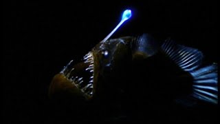 youtube This is angler fishfactfact contwntshorts [upl. by Nohj]