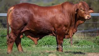 Droughtmaster National Sale 2024  Lot 77  Garthowen Everything Right 3 [upl. by Schatz]