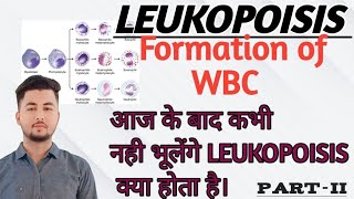 lecture 12Leukopoiesis Part 2आईए समझते हैं lymphocyte का Formation कैसे होता है [upl. by Roselani411]