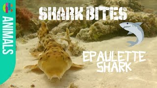 All about the Epaulette Shark  Shark Bites [upl. by Aerdnaek428]