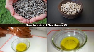 How to make Sunflower oil at home [upl. by Ursas]