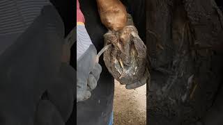 She had a little stone in her shoe horse farrier asmr shorts [upl. by Stedmann]