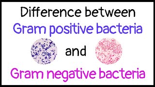 Difference between Gram positive and Gram negative bacteria [upl. by Shuler]