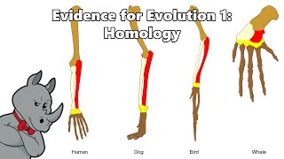 The Evidence for Evolution Homology [upl. by Jackelyn]