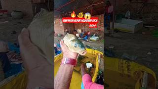 Fish farm alipur aquarium shop 😱🔥 fish fishfarming amazingfacts fishing😳🐠 amazingshorts [upl. by Allebara473]