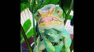 Parson’s chameleon eating a bug [upl. by Bouton]