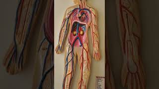 Blood Circulatory system [upl. by Turner]