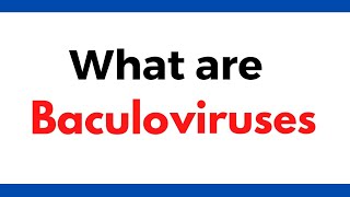 What are baculoviruses  Baculovirus vectors  Insect viruses [upl. by Ahsenyt]