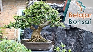 Koleksi Bonsai Mas Limpat Jogja [upl. by Adialeda]