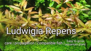 Ludwigia Repen  easy to grow aquarium fish plant 🌱 No Co2 [upl. by Amelita325]