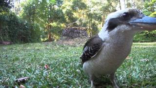 Australian kookaburra [upl. by Anelhtac]