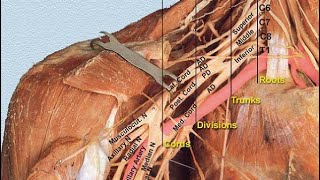 Clinical Anatomy of brachial plexus  with Qywm [upl. by Quirita]