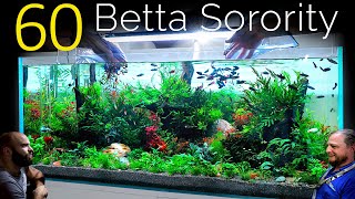 60 Betta Fish Sorority 1 Aquarium EPIC 4ft co2 Injected Planted Aquascape Tutorial [upl. by Annalla]