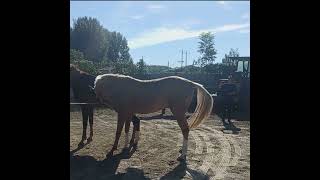 Natural Horse Meeting Process Complete Video  Horse Meeting  Zee Pets [upl. by Nemad]