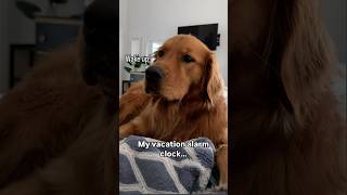 My Vacation Alarm Clock ⏰ dogshorts funny viral [upl. by Ongineb]