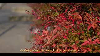 Canon EOS R5C 8K RAW TEST with 24105 f4 L IS [upl. by Aydne]