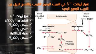 التنظيم الكلوي للتوازن الحمضي القلوي  Renal Control of acidbase balance [upl. by Necaj857]